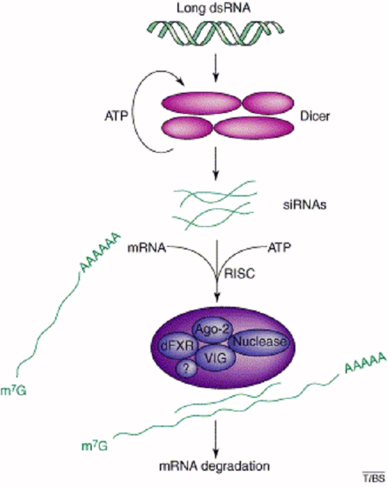 This is a cartoon of RNAi action