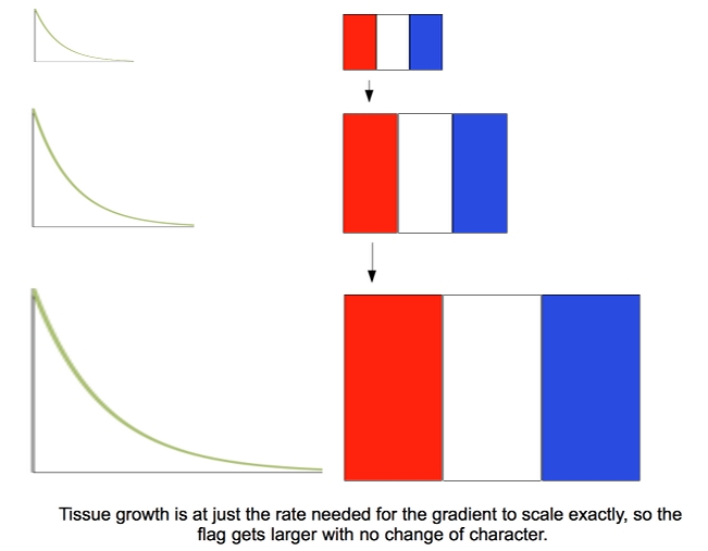 drawing of French flag model